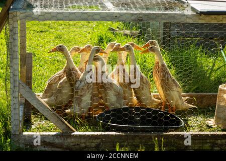 Il corridore indiano anatre in una gabbia su una fattoria della contea di DeKalb vicino Spencerville, Indiana, Stati Uniti. Foto Stock