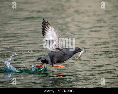 Un piccione adulto guillemot, Cepphus columba, che prende il volo con un pesce in Geographic Bay, Katmai National Park, Alaska. Foto Stock