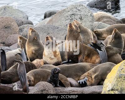 Colonia di allevamento di foche da pelliccia settentrionali, Callorhinus ursinus, sull'isola di San Paolo, Isole Pribilof, Alaska. Foto Stock