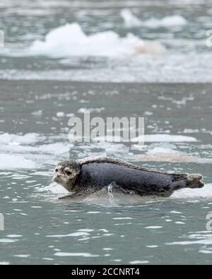 Una foca adulta del porto, Phoca vitulina, è scortata sul ghiaccio al Northwestern Glacier, vicino Seward, Alaska. Foto Stock