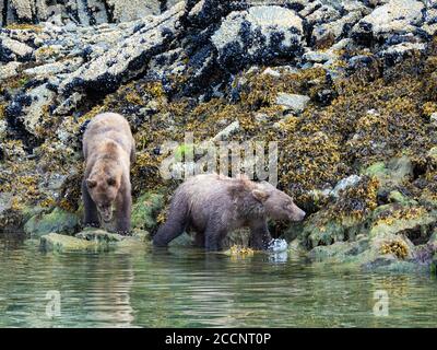 Un paio di giovani orsi bruni fratelli, Ursus arctos, in Geographic Harbour, Katmai National Park, Alaska, USA. Foto Stock