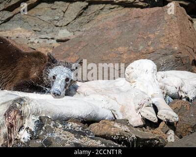 Orso bruno giovane, Ursus arctos, alimentazione su beluga morto, Porto geografico, Katmai National Park, Alaska, Stati Uniti. Foto Stock