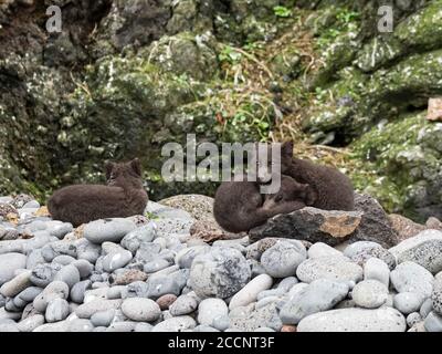 Giovani volpi artiche, Vulpes lagopus, nei loro cappotti marroni di pelliccia estiva sull'isola di San Giorgio, Isole Pribelof, Alaska. Foto Stock