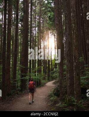 Donna che cammina su un sentiero attraverso i boschi, verso la luce del sole. Fitta foresta con alti alberi. Sentiero Nakasendo tra Magome e Tsumago, Giappone Foto Stock
