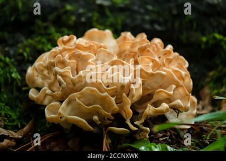 Primo piano di uno splendido fungo del cavolfiore orientale. Raleigh, Carolina del Nord. Foto Stock