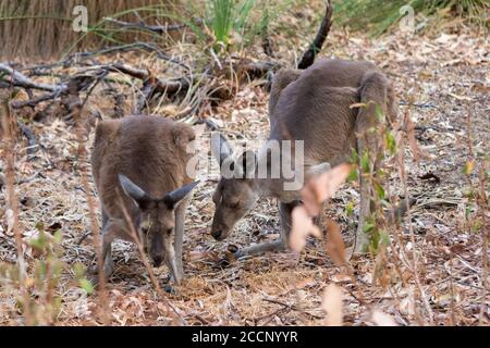 Coppia di canguri grigi occidentali che mangiano piante dalla terra e mostrano affetto. Kangarros selvaggi nel cespuglio. Yanchep, Australia Foto Stock