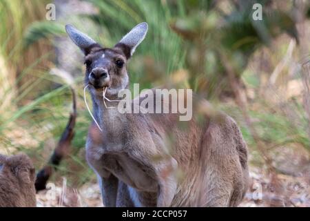 Ritratto di un canguro grigio occidentale nell'erba selvatica e guardando la macchina fotografica. Canguro con erbe sulla bocca. Yanchep, Australia Foto Stock