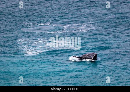Orata di balena a sud sulla superficie. Giovane vitello balena che gioca, allenandosi e saltando fuori dall'acqua mostrando bocca aperta. Australia Foto Stock