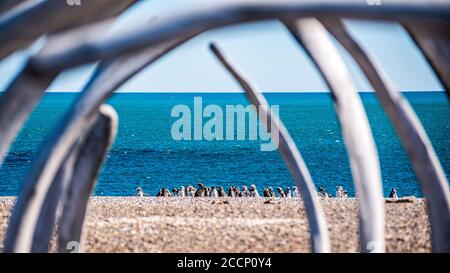 Pinguini Gentoo visti attraverso uno scheletro di balene sulla spiaggia A Valdes Peninsula Foto Stock