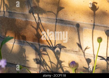 Ombre di fiori su un muro di mattoni di casa. REGNO UNITO Foto Stock