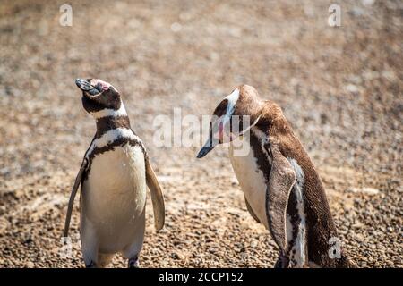 Giovani pinguini gentoo sulla spiaggia di Valdes Peninsula Foto Stock