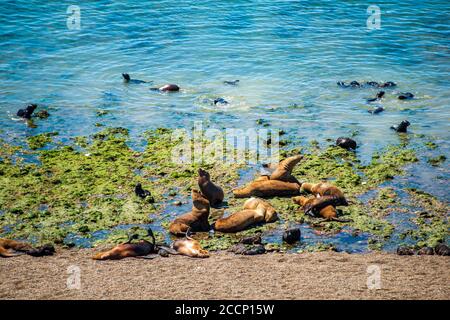 Leoni marini sudamericani a Valdes Peninsula, Argentia Foto Stock