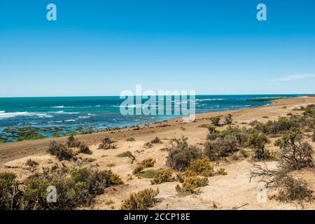 Leoni marini sudamericani a Valdes Peninsula, Argentia Foto Stock