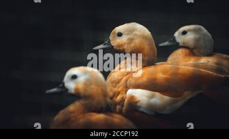 Carino tre Red holland anatra stare insieme guardando nella stessa direzione nella gabbia. Foto Stock