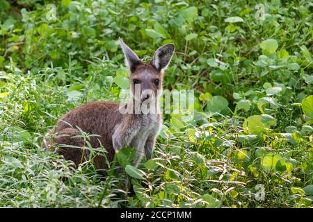 Ritratto di un canguro grigio occidentale nel selvaggio guardando la macchina fotografica. Spazio di modifica sul lato destro. Parco nazionale di Yanchep Australia, Australia Foto Stock