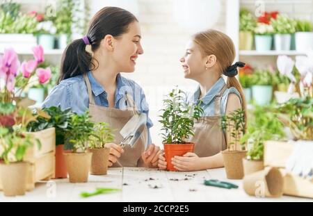 Belle piante in vaso vicino al tavolo di legno in camera Foto stock - Alamy