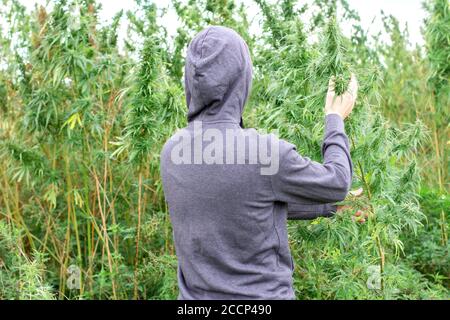 Uomo in una felpa con cappuccio alla piantagione di cannabis. Raccolta di campi di marijuana Foto Stock