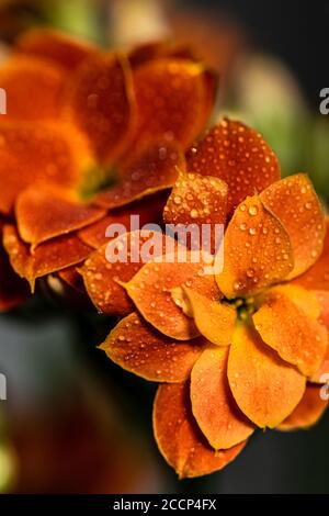 Un'immagine ravvicinata di un paio di fiori arancioni ricoperti di gocce d'acqua in un giardino a Marbella, Spagna Foto Stock