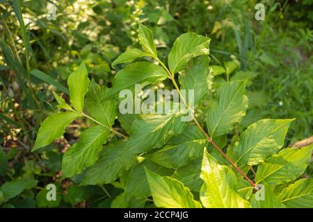 Ciliegia cornelia - Cornus mas. Con foglie belle e rigogliose Foto Stock