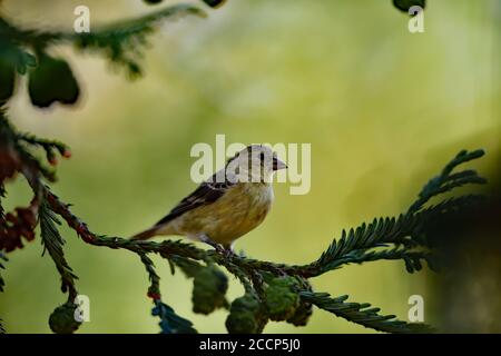 Spinus psaltria aka Lesser Goldfinch Foto Stock