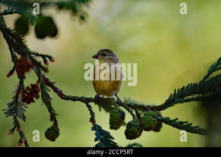 Spinus psaltria aka Lesser Goldfinch Foto Stock
