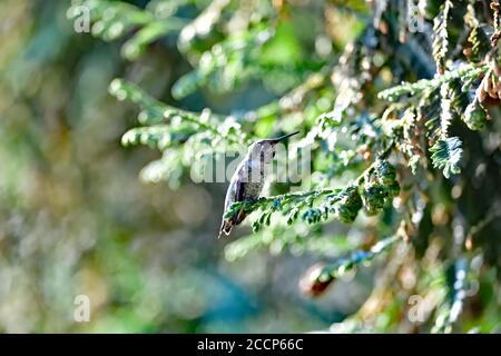 Calypte anna aka il colibrì di Anna Foto Stock