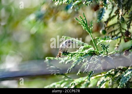 Calypte anna aka il colibrì di Anna Foto Stock