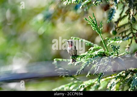 Calypte anna aka il colibrì di Anna Foto Stock