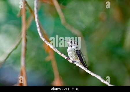 Calypte anna aka il colibrì di Anna Foto Stock