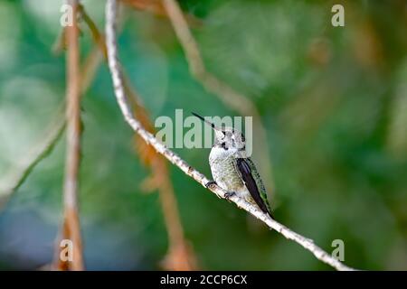 Calypte anna aka il colibrì di Anna Foto Stock