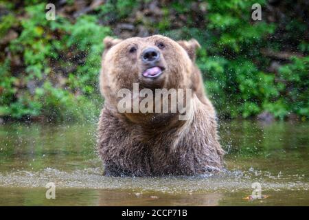 Orso bruno adulto selvaggio (Ursus arctos) in acqua. Animali pericolosi in natura. Scena della fauna selvatica Foto Stock