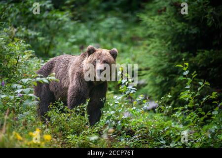 Orso bruno adulto selvaggio ( Ursus arctos ) nella foresta estiva. Animali pericolosi in natura. Scena della fauna selvatica Foto Stock