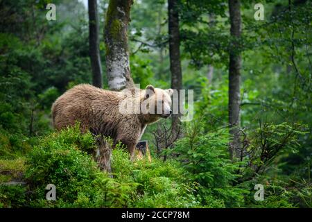 Orso bruno adulto selvaggio (Ursus arctos) nella foresta estiva di montagna Foto Stock