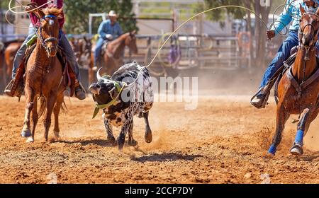 Essendo di vitello lassoed in un vitello Team roping evento da cowboy in un paese rodeo Foto Stock