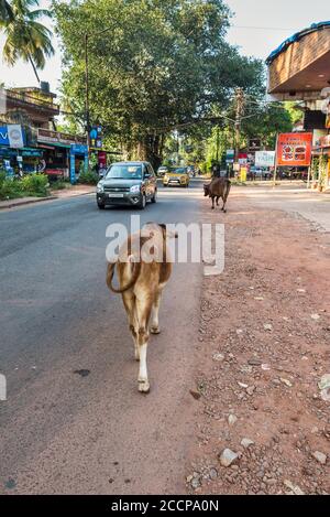 Candolim, Goa del Nord, India - 23 novembre 2019: Mucche che camminano sulla strada nella situazione tipica del traffico a Candolim, Goa del Nord, India. Foto Stock