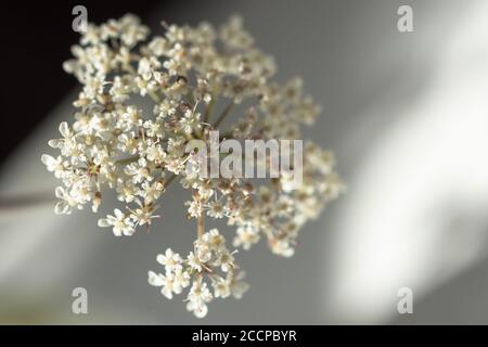 Fiori bianchi di yarrow o lat. Achillea millefolium primo piano. Erbacce di piante medicinali. Rimedio omeopatico. Fiori bianchi a fuoco selettivo. Nero e w Foto Stock
