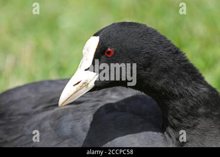 La folaga (fulica atra) Foto Stock