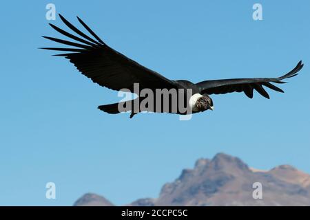 Condor andino (Vultur gryphus) Foto Stock