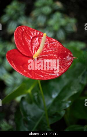 Anthurium Cultorum Schott red flower macro, nomi comuni: flamingo flower, taillower o laceleaf, famiglia: Araceae Foto Stock