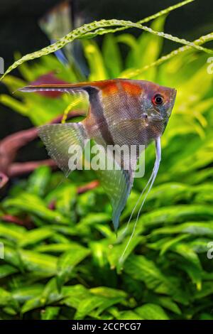 Pterophyllum scalare acqua dolce Red Shoulder Manacuru Angelfish, famiglia: Cichlidae Foto Stock