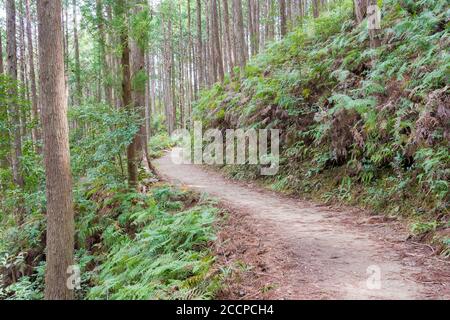 Tra Mizunomi-oji e Fushiogami-oji su Kumano Kodo (Nakahechi Route) a Tanabe, Wakayama, Giappone. Fa parte del Patrimonio Mondiale dell'Umanità. Foto Stock