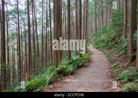 Tra Mizunomi-oji e Fushiogami-oji su Kumano Kodo (Nakahechi Route) a Tanabe, Wakayama, Giappone. Fa parte del Patrimonio Mondiale dell'Umanità. Foto Stock