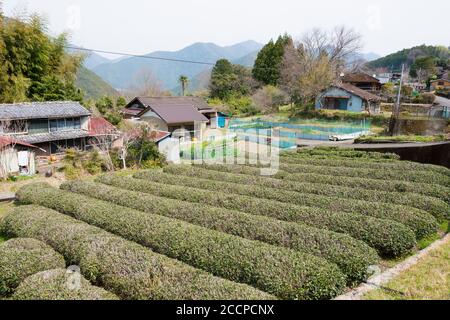 Wakayama, Giappone - piantagione di tè tra Mizunomi-oji e Fushiogami-oji su Kumano Kodo (percorso Nakahechi) a Tanabe, Wakayama, Giappone. Foto Stock