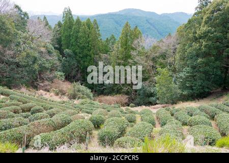 Wakayama, Giappone - piantagione di tè nei pressi di Fushiogami-oji su Kumano Kodo (Nakahechi Route) a Tanabe, Wakayama, Giappone. Foto Stock