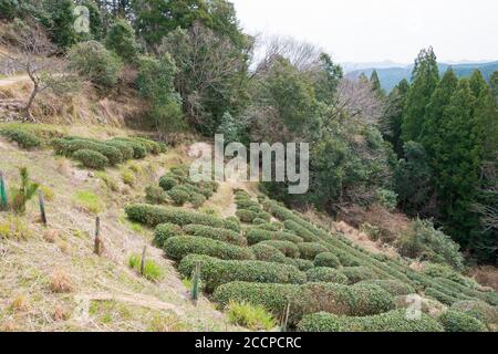 Wakayama, Giappone - piantagione di tè nei pressi di Fushiogami-oji su Kumano Kodo (Nakahechi Route) a Tanabe, Wakayama, Giappone. Foto Stock