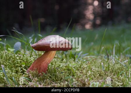 Fungo commestibile Neoboletus luridiformis nella foresta umida di abete rosso. Conosciuta come Scarletina Bolete. Funghi selvatici che crescono nel muschio. Foto Stock