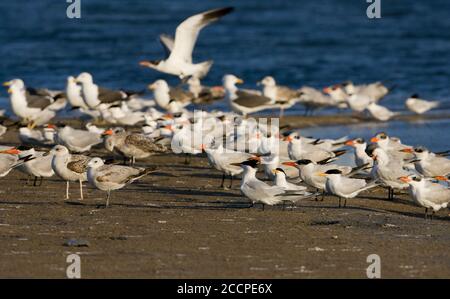 Gabbiano e terne miste si affollano sulla spiaggia del Sahara occidentale, Marocco, tra cui il Tern reale africano adulto (Thalasseus maximus albidorsalis). Foto Stock