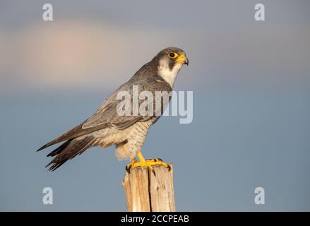 Peregrine Falcon (Falco peregrinus) che si snoda lungo la riva del delta dell'Ebro in Spagna. Eventualmente del calidus della sottospecie. Poggiato su un palo di legno Foto Stock