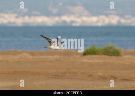 Peregrine Falcon (Falco peregrinus) che si snoda lungo la riva del delta dell'Ebro in Spagna. Eventualmente del calidus della sottospecie. Foto Stock