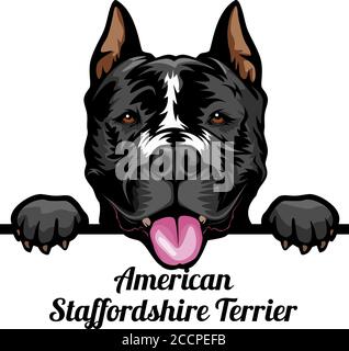 American Staffordshire Terrier - Color Peeking Dogs - razza faccia testa isolata su bianco Illustrazione Vettoriale